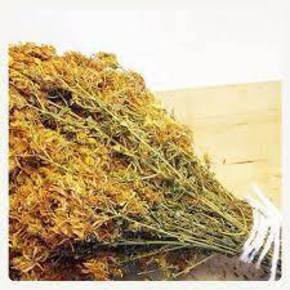 Nunc congue dui nec...